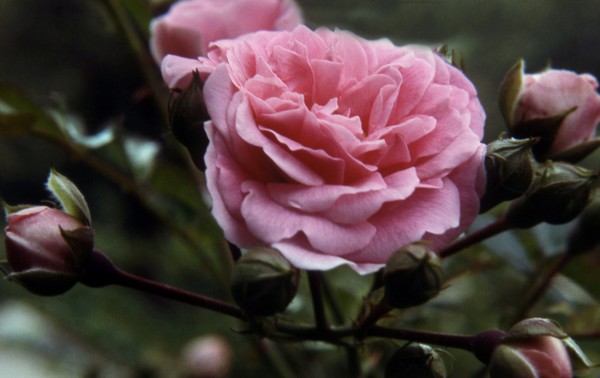 Beautiful Pink Rose