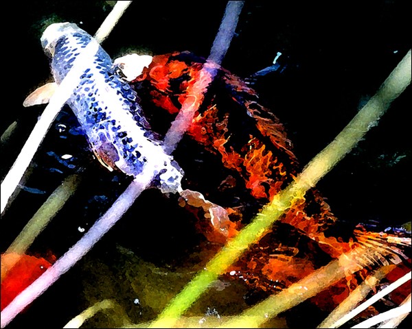 Koi No. 1