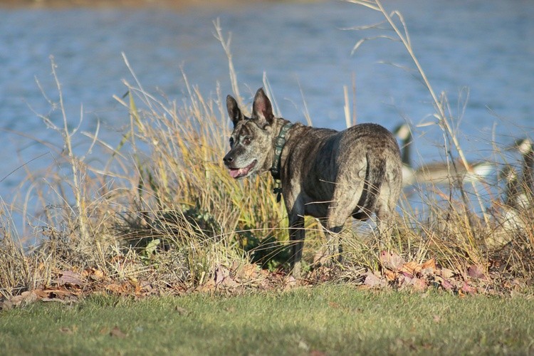 Dog by the lake