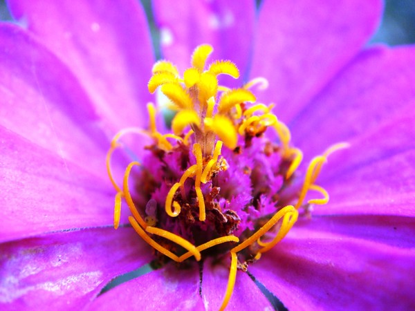 The Pollen factory