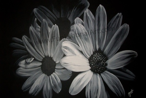 Black and White Daisies