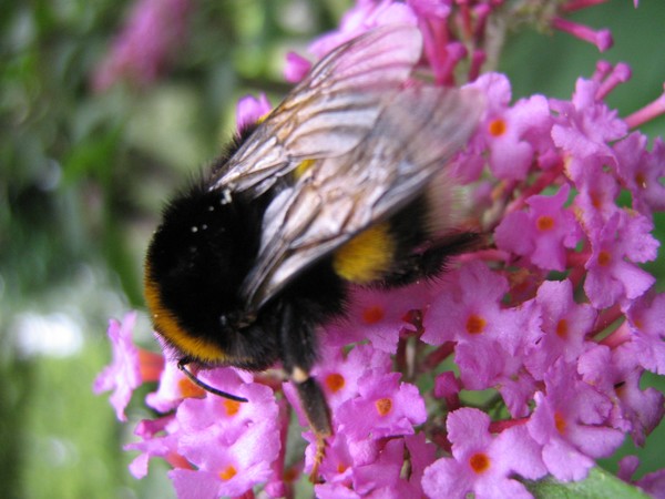 in search of nectar