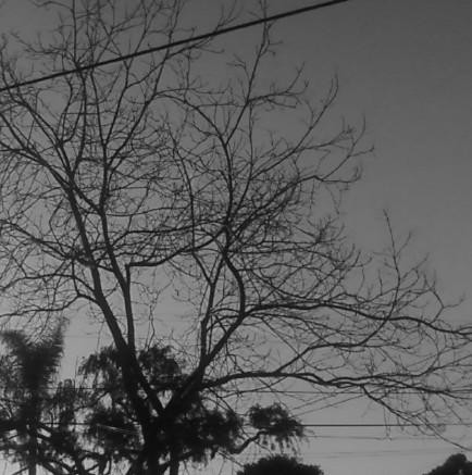 Morning Tree