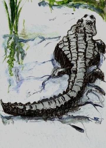Alligator