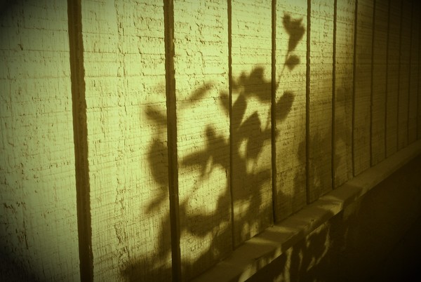 Shadowplay