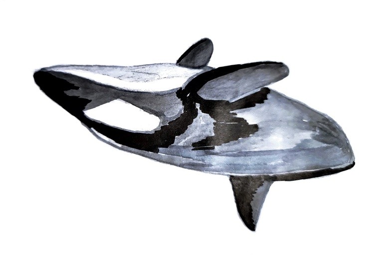 Orca