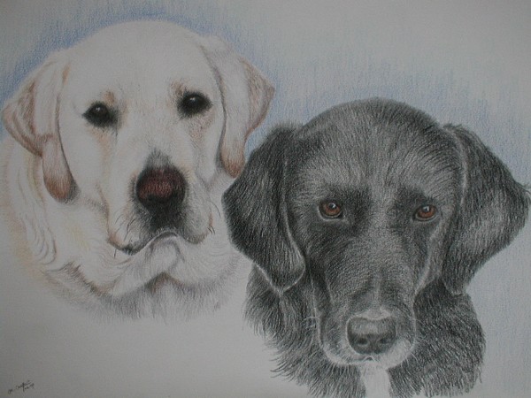 Labradors