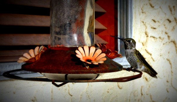 Hummingbird 3