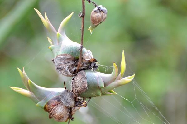 New life agave buds