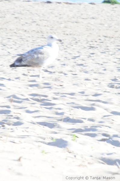 Seagull Jonathan 2