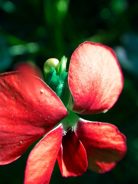 swamp flower