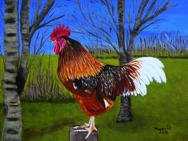 Rooster in the back yard 