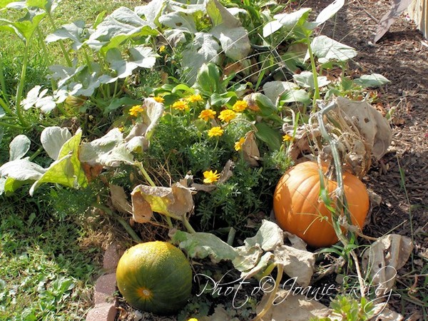 lost pumpkin patch