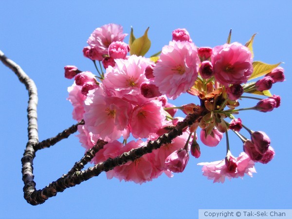 Cherry Twig (Prunus serrulata), 11414