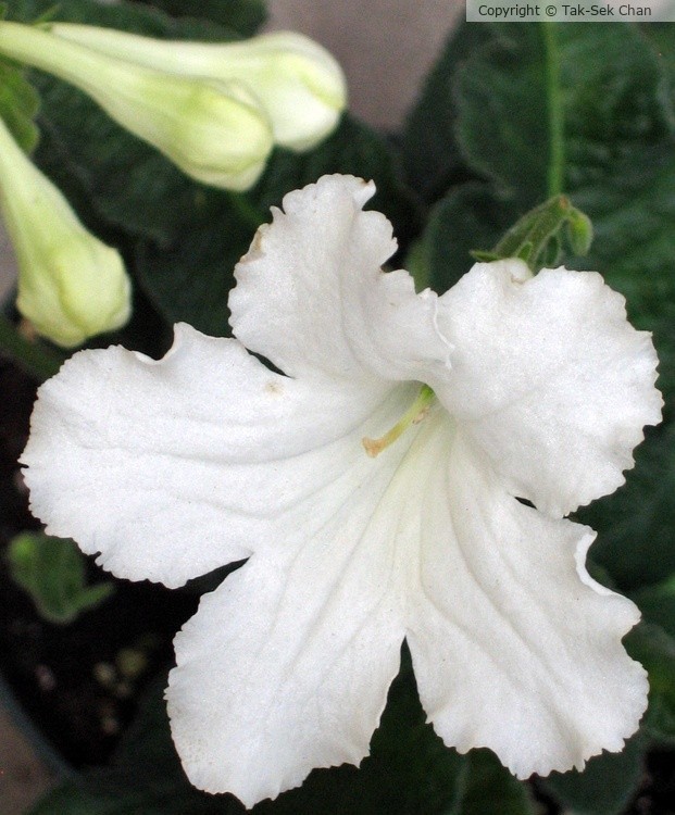 Cape Primrose (Streptocarpus rexii White) 04-21-2007
