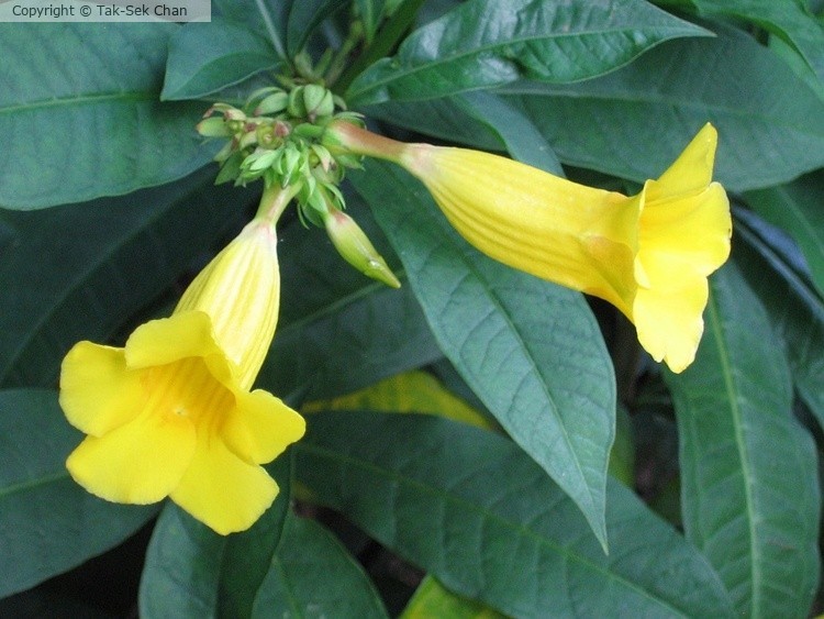Trumpet Vine (Allamanda schottii) 06-03-2007