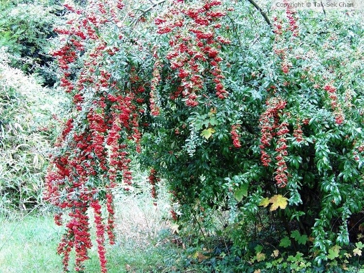 Pyracantha fortuneana 10-29-2017