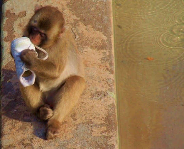 Japanese macaque