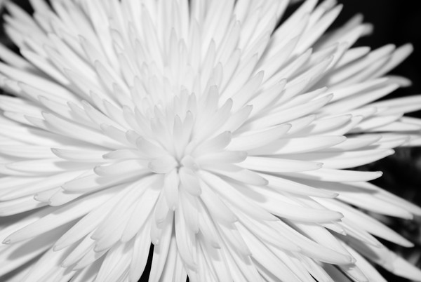 Untitled Flower