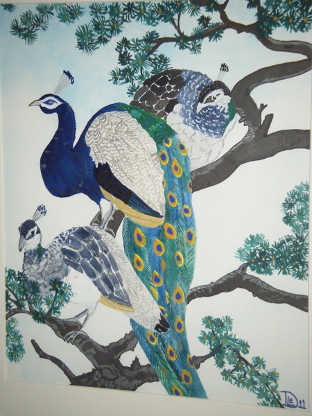 peacocks
