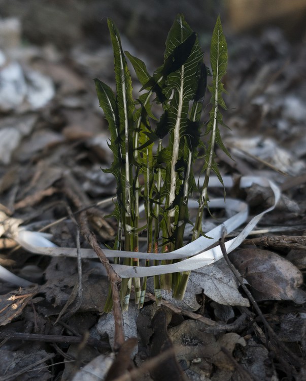 Amalgamated Fragmentation / Plastisphere-Plant 6