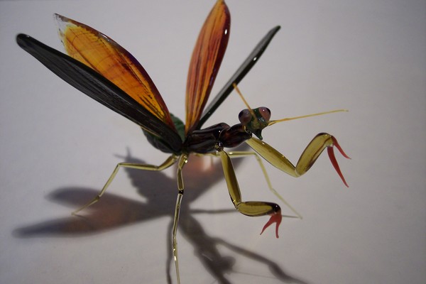 Praying mantis