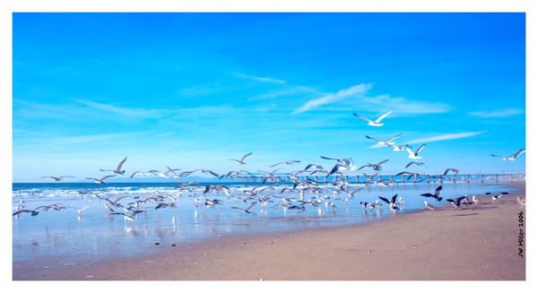 California Gulls