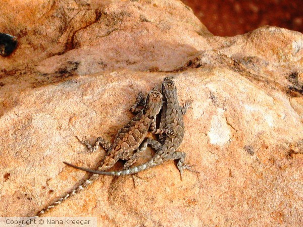 Love Lizards