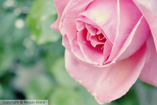 Roses are red?