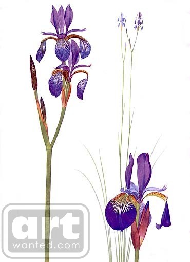 Irises