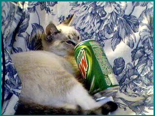 Moutain Dew Kitten
