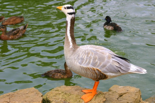 Mr Duck