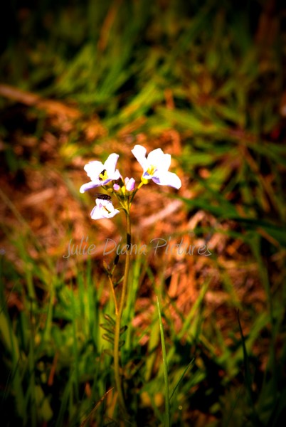 Spring Flowers