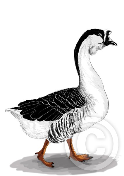 Angsa