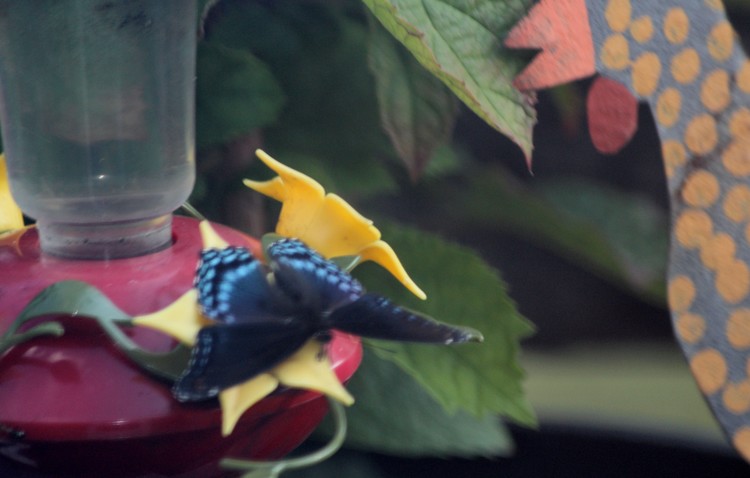 Butterlfy Feeding
