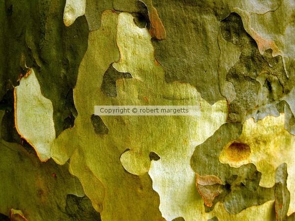 4 WILD TREE BARK
