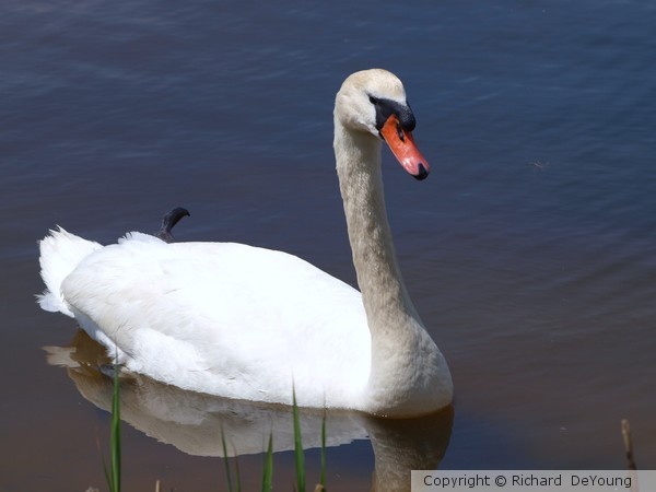 SWAN