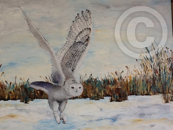 Snowy Owl  -  SOLD