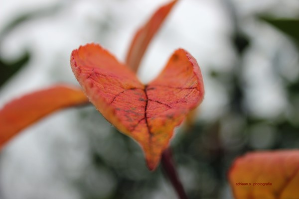 autumn clours