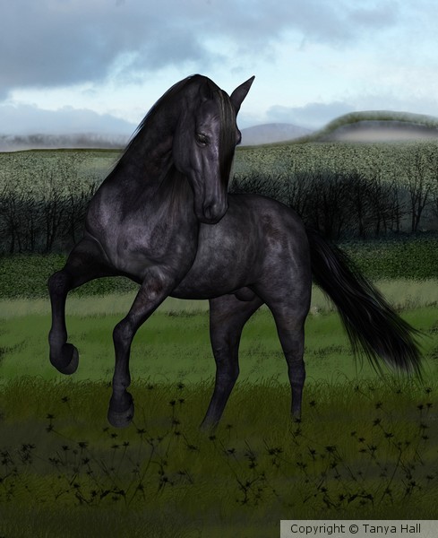 The Cheviot Stallion