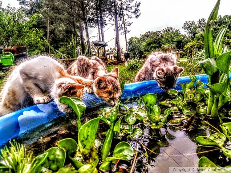 Kitty trio 