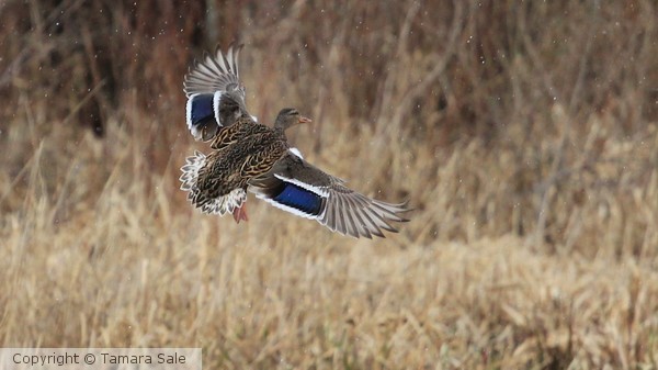 Mallard in the Rain