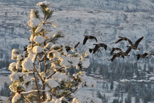 Hungry Geese