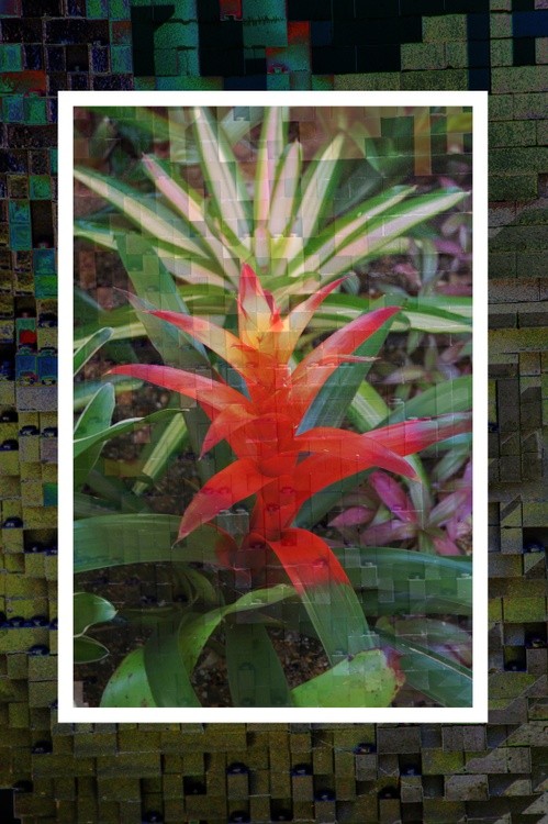 Legp Bromeliad Fade w Lego Solarized Border