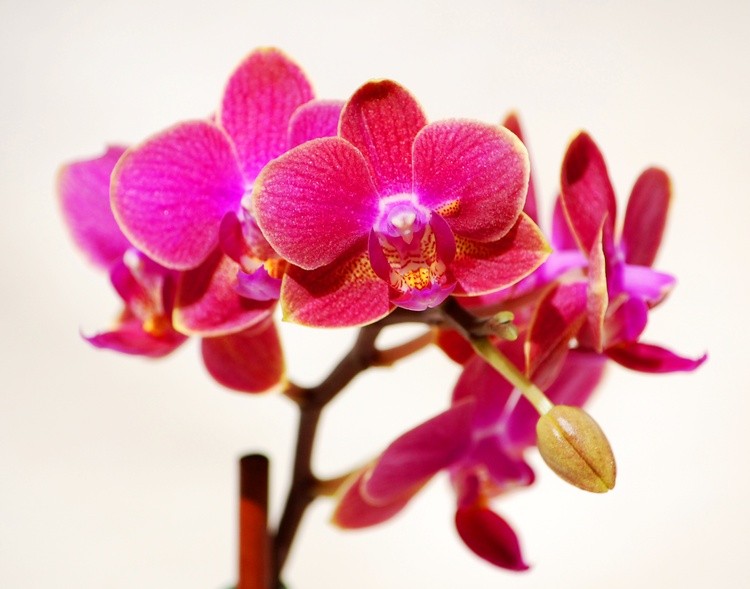 Orchid White A