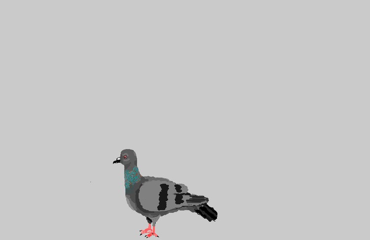 pigeon