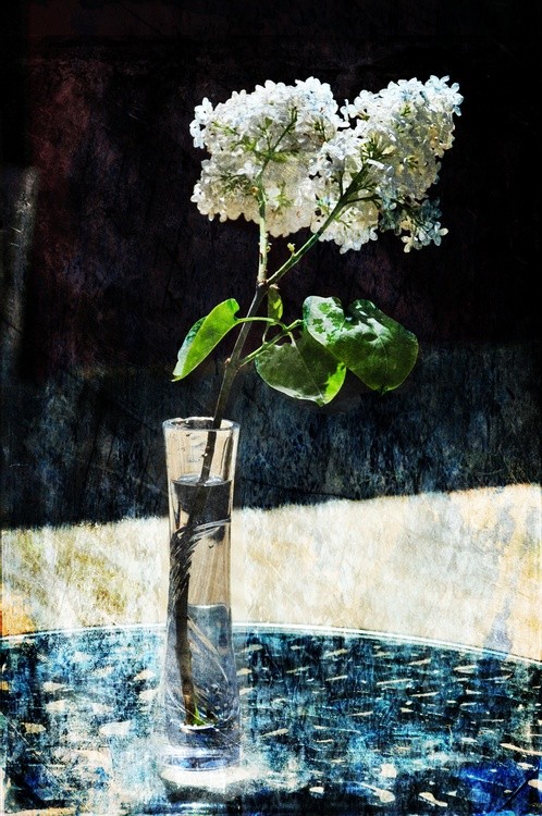 White Lilacs