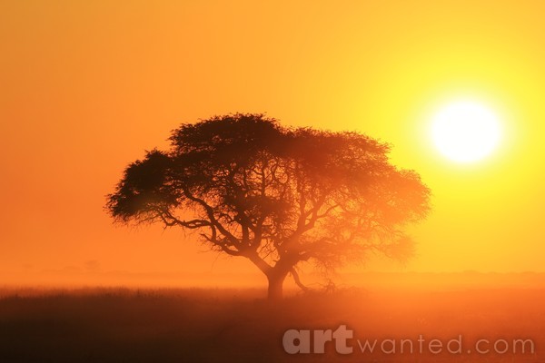 Tree of Life - Natural Sunset