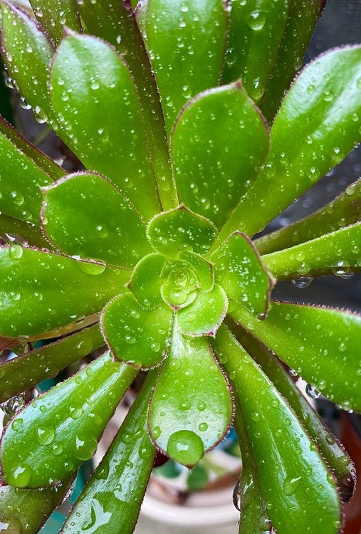 suculents @ rain