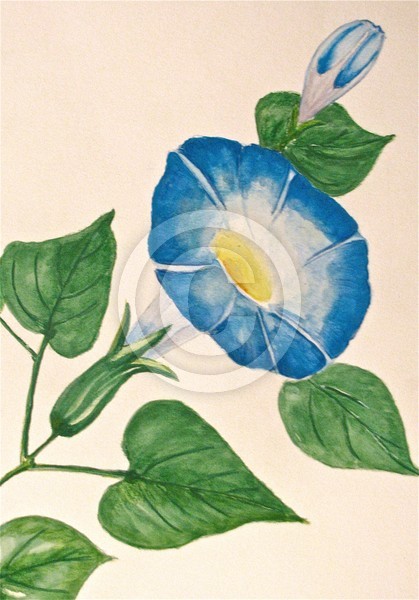 Morning Glory